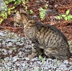 Found/Stray Unknown Cat last seen Coats off of NC 27, Coats, NC 27521