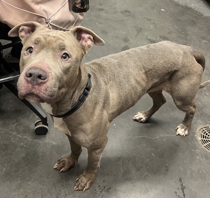 Shelter Stray Female Dog last seen Near Pine Trail Lane, Berkeley County, SC, 2455 Remount Rd, North Charleston, SC 29406, USA
