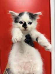 Shelter Stray Male Cat last seen Near Easy Street, Berkeley County, SC, 2455 Remount Rd, North Charleston, SC 29406, USA