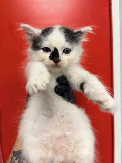 Shelter Stray Male Cat last seen Near Easy Street, Berkeley County, SC, 2455 Remount Rd, North Charleston, SC 29406, USA