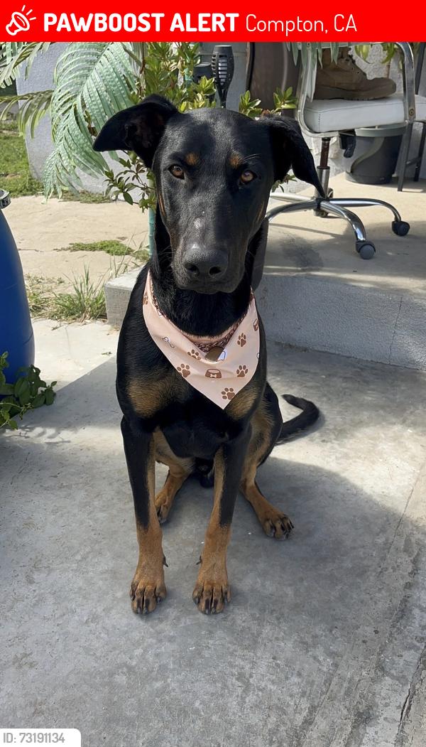 Lost Male Dog last seen Compton Ca, Compton, CA 90220