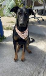 Lost Male Dog last seen Compton Ca, Compton, CA 90220