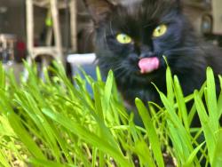 Reunited Female Cat last seen Derrick drive trailer park yes communities, Greensboro, NC 27405
