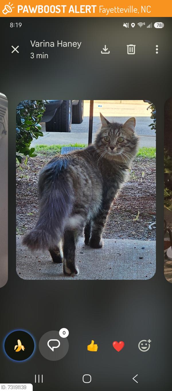 Found/Stray Unknown Cat last seen Cliffdale rd, Fayetteville, NC 28314