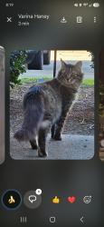 Found/Stray Unknown Cat last seen Cliffdale rd, Fayetteville, NC 28314