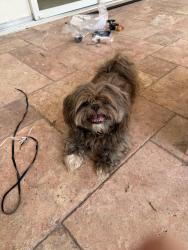 Found/Stray Male Dog last seen Aero Club and Greenbriar, Wellington, FL 33414