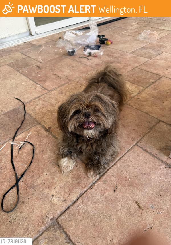 Found/Stray Male Dog last seen Aero Club and Greenbriar, Wellington, FL 33414