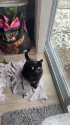 Reunited Male Cat last seen Autumn ridge neighborhood, fallen leaf and sycamore, Belton, MO 64012