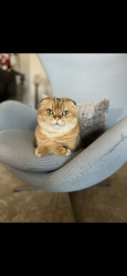 Lost Male Cat last seen Tree section, valley and flournoy, Manhattan Beach, CA 90266