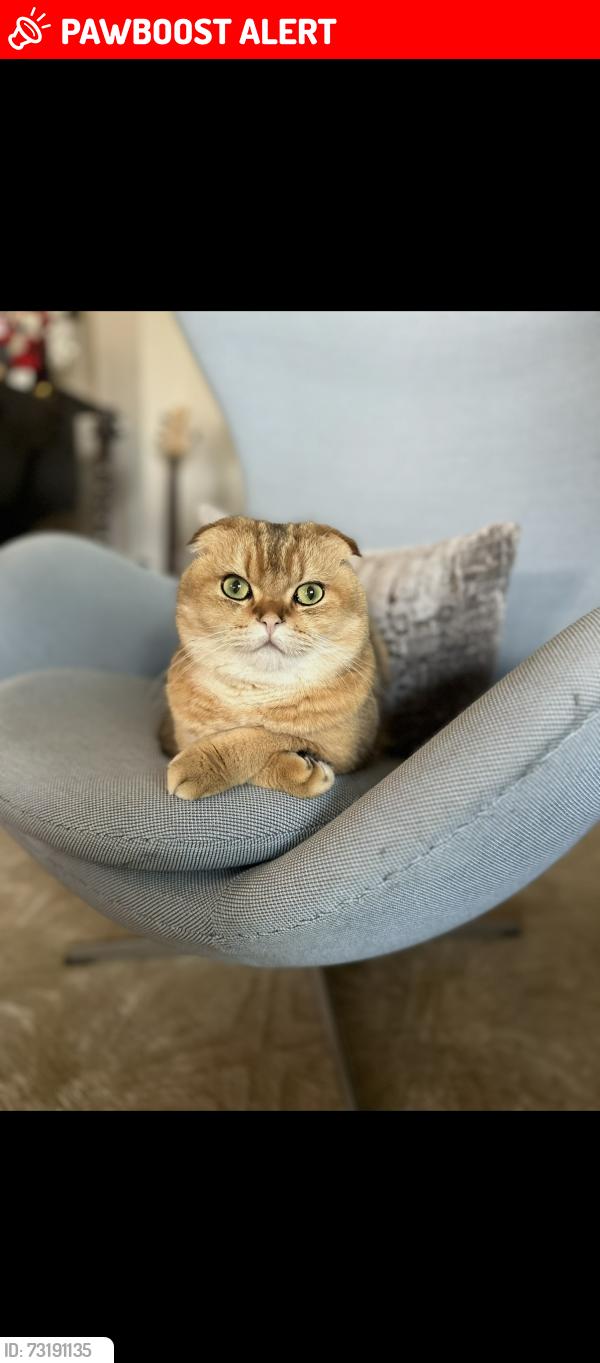 Lost Male Cat last seen Tree section, valley and flournoy, Manhattan Beach, CA 90266