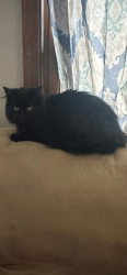 Reunited Female Cat last seen Elizabeth st Snd Farlin Av trailer park, Green Bay, WI 54302
