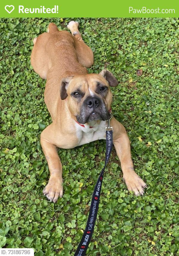 Reunited Female Dog last seen Highland Orchards, West Chester, PA, West Chester, PA 19380