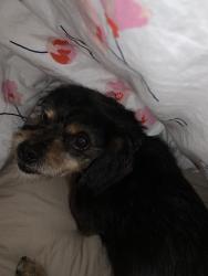 Lost Male Dog last seen Near eucalyptus Street, Cabazon, CA 92230