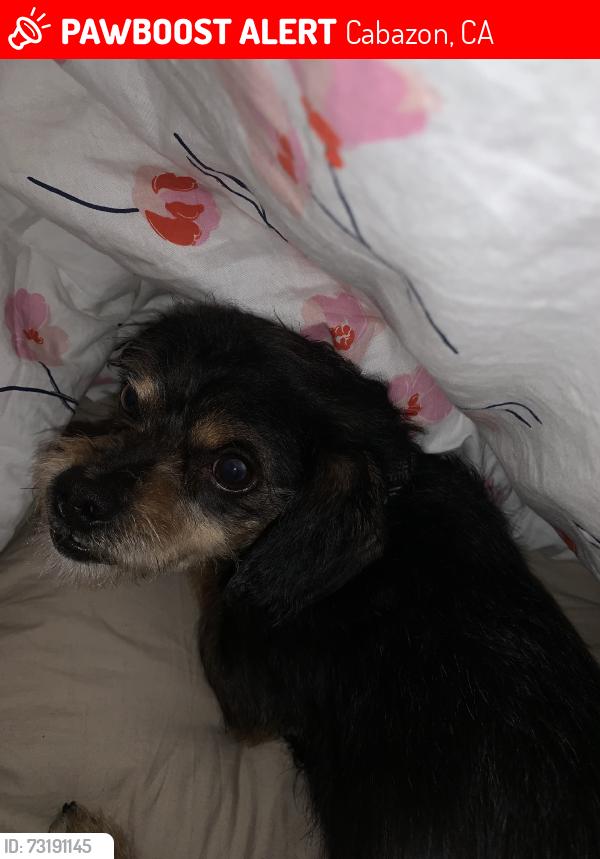 Lost Male Dog last seen Near eucalyptus Street, Cabazon, CA 92230