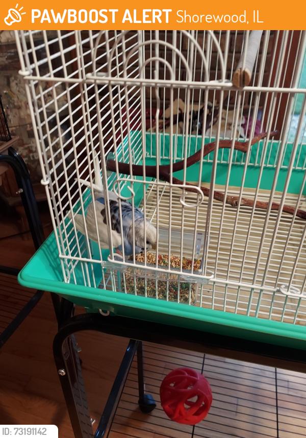 Found/Stray Unknown Bird last seen Tyson motors, Shorewood, IL 60404