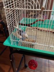 Found/Stray Unknown Bird last seen Tyson motors, Shorewood, IL 60404