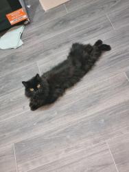 Reunited Female Cat last seen Leafere way Leverington, Leverington, England 