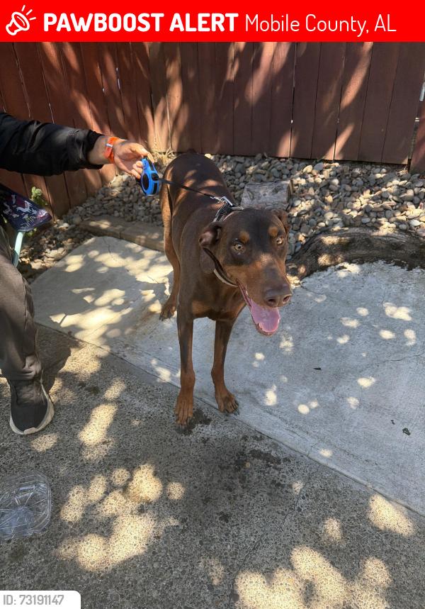 Lost Female Dog last seen mobile est, Mobile County, AL 36619