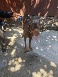 Lost Female Dog last seen mobile est, Mobile County, AL 36619