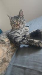 Lost Male Cat last seen Near lake Josephine dr, Sebring, FL 33875