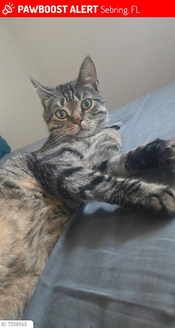 Lost Male Cat last seen Near lake Josephine dr, Sebring, FL 33875