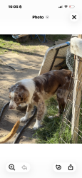 Reunited Male Dog last seen E and 48th, San Bernardino, CA 92407