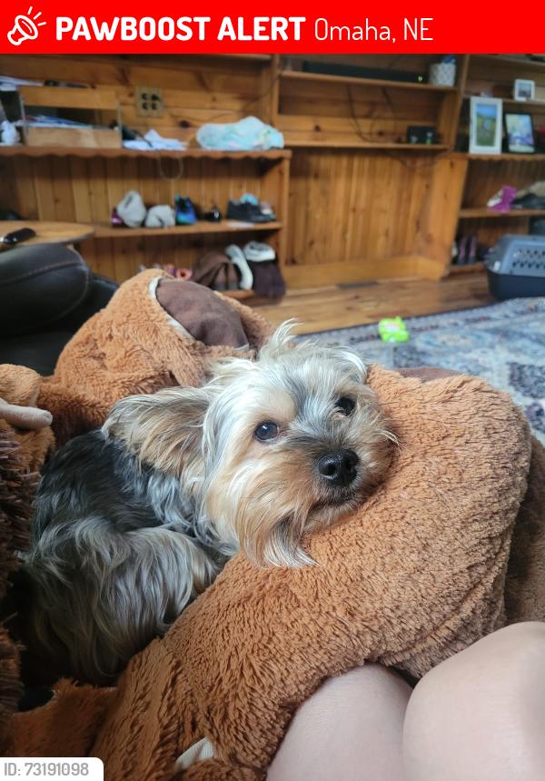 Lost Male Dog last seen Calhoun road and kelby road, omaha, Omaha, NE 68152