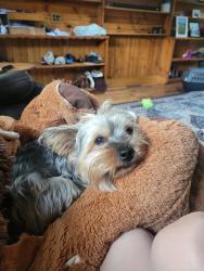 Lost Male Dog last seen Calhoun road and kelby road, omaha, Omaha, NE 68152