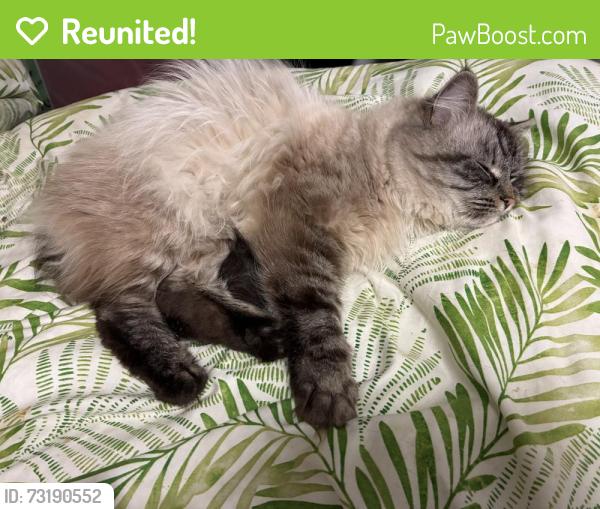 Reunited Male Cat last seen Chestnut Ave, Jersey City, NJ 07306