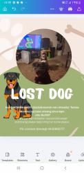 Reunited Female Dog last seen 31St. And Guilford Ave, Baltimore, MD 21218