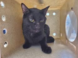 Shelter Stray Male Cat last seen Near Encinitas Boulevard, Encinitas, CA, 92024, Oceanside, CA 92058, USA