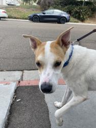Shelter Stray Male Dog last seen Puterbaugh Street, San Diego, CA, 92103, 5500 Gaines St, San Diego, CA 92110, USA