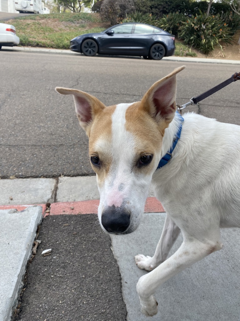 Shelter Stray Male Dog last seen Puterbaugh Street, San Diego, CA, 92103, 5500 Gaines St, San Diego, CA 92110, USA
