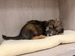 Shelter Stray Female Dog last seen Near Patterson Avenue, LAFAYETTE, LA, 70501, 410 Dugas Rd, Lafayette, LA 70507, USA