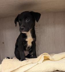 Shelter Stray Male Dog last seen Near Patterson Avenue, LAFAYETTE, LA, 70501, 410 Dugas Rd, Lafayette, LA 70507, USA