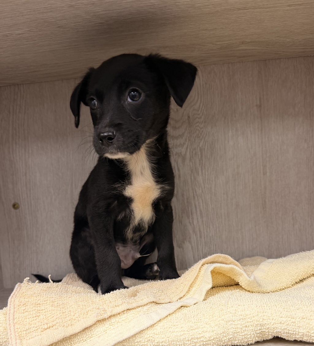 Shelter Stray Male Dog last seen Near Patterson Avenue, LAFAYETTE, LA, 70501, 410 Dugas Rd, Lafayette, LA 70507, USA
