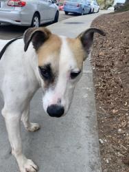 Shelter Stray Female Dog last seen Puterbaugh Street, San Diego, CA, 92103, 5500 Gaines St, San Diego, CA 92110, USA