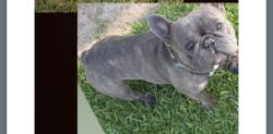 Reunited Male Dog last seen Bethel and Magnolia, Sanger, CA 93657