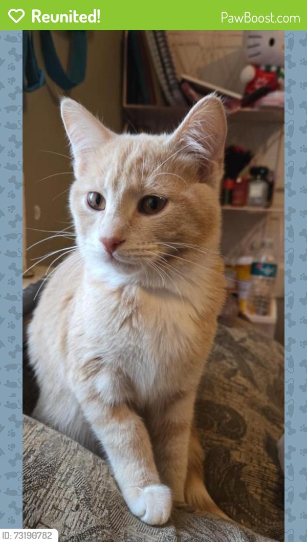 Reunited Male Cat last seen loughborough, St. Louis, MO 63111