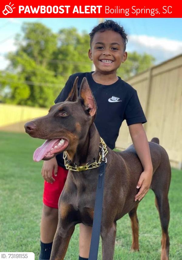 Lost Male Dog last seen Goodfellas Tattos Boiling Springs SC, Boiling Springs, SC 29316
