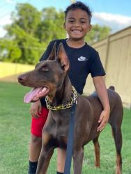 Lost Male Dog last seen Goodfellas Tattos Boiling Springs SC, Boiling Springs, SC 29316