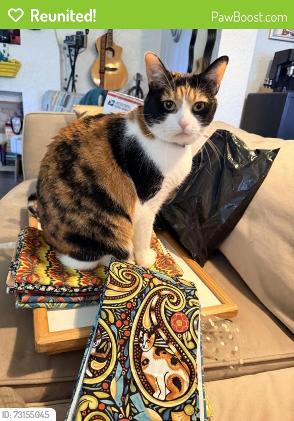Reunited Female Cat last seen South Harvard and East 8th, Tulsa, OK 74112