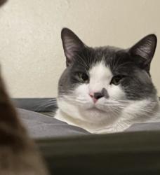 Reunited Male Cat last seen Barrie Ave & euston, Flint, MI 48507