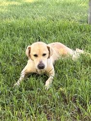 Found/Stray Female Dog last seen Bellaire Avenue and south shore blvd, white bear lake, White Bear Township, MN 55110