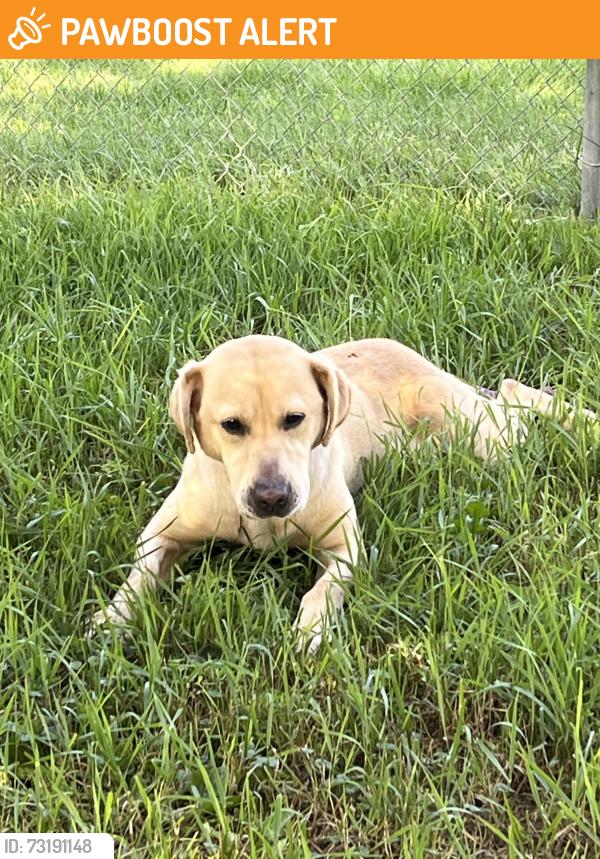 Found/Stray Female Dog last seen Bellaire Avenue and south shore blvd, white bear lake, White Bear Township, MN 55110