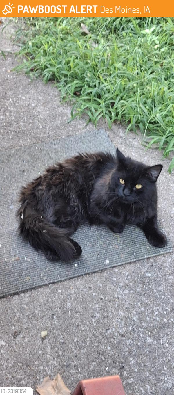 Found/Stray Male Cat last seen Hubbell & E.29th ct, Des Moines, IA 50317