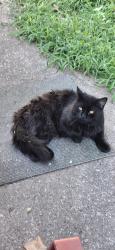 Found/Stray Male Cat last seen Hubbell & E.29th ct, Des Moines, IA 50317