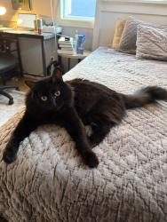 Reunited Male Cat last seen Ashwood Ln, Littleton, CO 80129