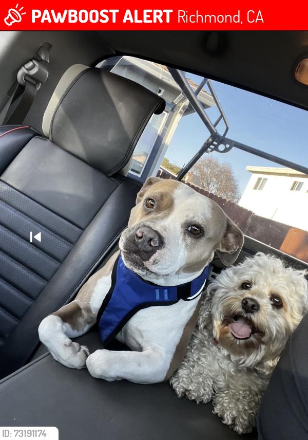 Lost Female Dog last seen South 15th, Richmond, CA 94804