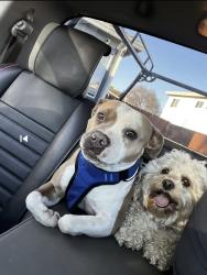 Lost Female Dog last seen South 15th, Richmond, CA 94804